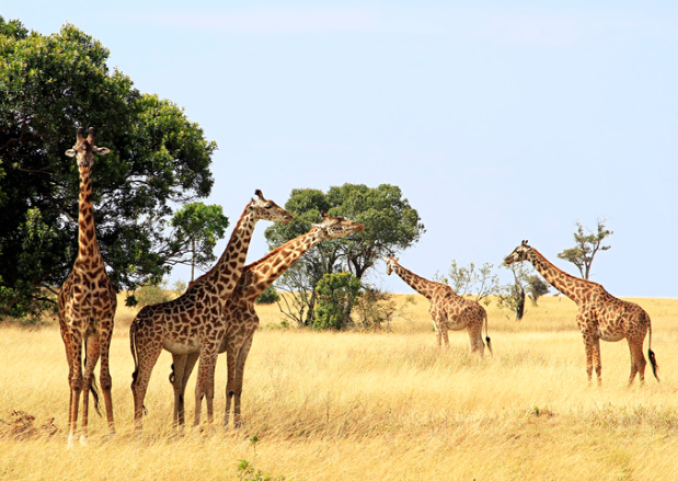 5 Days Tanzania Safari