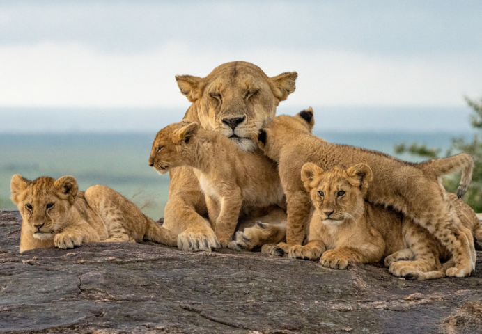 6 Days Tanzania Safari